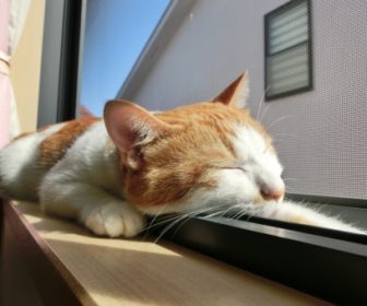 蚊取り線香は猫にも影響あるの 科学的根拠に基づいて調べてみた結果 疑問スッキリ Com